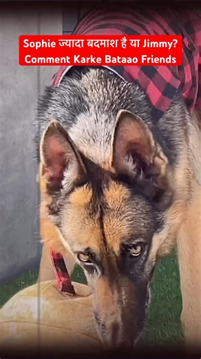 Most Aggressive Dog German Shepherd vs Labrador Retriever Angry Dogs