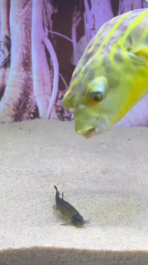 364K views · 1.1K reactions | Pufferfish bite and eat other fish very aggressively. #pufferfish #memes #fish #aquarium #puffer #fishtank #dankmemes #worldwar #aquariumhobby #ww #pufferfishmeme #plantedtank #freshwateraquarium #aquariumlife #wwiiimemes #babyyoda #cybertruckmemes #babyyodamemes #wwiii #crabravememes #nonutnovembermemes #crabravememe #nnnmemes #nonutnovember #crabrave #nnn #sonicmovie #sonicthehedgehog #sonic #aquariumsofinstagram | Animal Century | Facebook