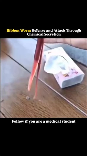@medicalstudent.io on Instagram: "Ribbon worms employ a fascinating combination of chemical warfare for both defense and attack, releasing potent secretions that play a crucial role in their survival. When threatened, many species exude toxic or irritating mucus from specialized glands in their skin, deterring predators through unpleasant taste, paralysis, or chemical burns. These secretions can contain neurotoxins and other bioactive compounds capable of immobilizing attackers or discouraging r