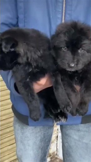 jarman shepherd long coat dog black price only 15000