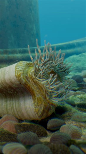 Three-lobed horn coral (Lobocorallium trilobatum) #3danimation #paleoart #horncoral #prehistoric