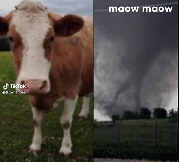 Cows in the Jarrell Tornado: A Disturbing Tale