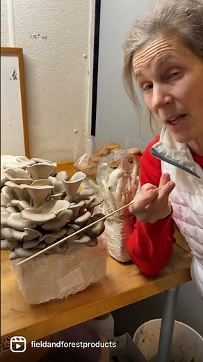 Mushroom Minute: What Happens if my Mushroom Blocks Freeze?