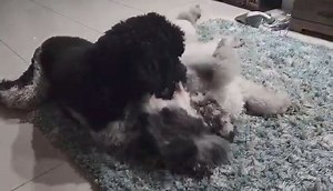 Florida Poodle Rescue on Reels