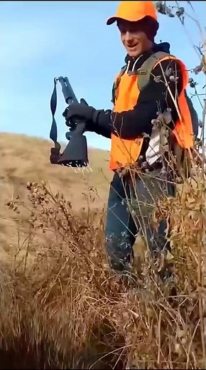 porcupine 🦔 quills