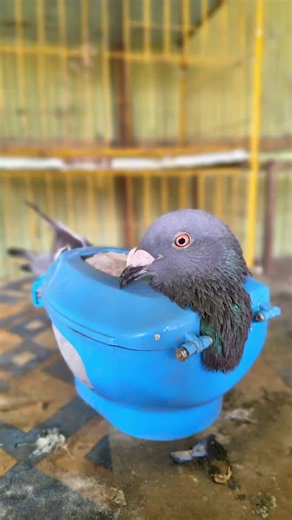 Feeding Garlic to Pigeon Best Home Remedy for Cold, Cough & Fever#birds #shorts #pigeontreatment #viral #fyp