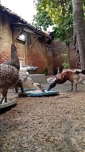 Hungry Muscovy Ducks Rush to Eat! | Backyard Farm Stories