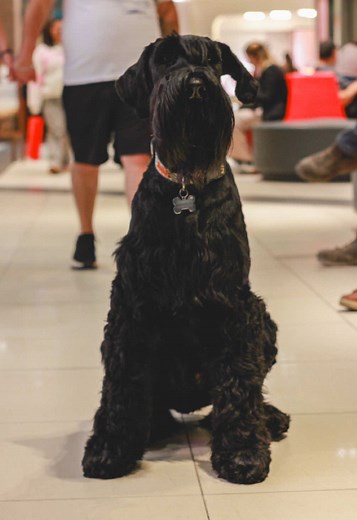 Encuentro increíble con un schnauzer gigante en el mall
