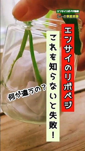 エンサイ再生栽培はこれを知らないと失敗する！《しーの家庭菜園∗エンサイ(空芯菜)リボベジ栽培》