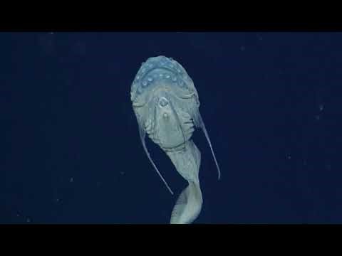 “Meet the Snailfish – The Deep Sea’s Weirdest Monster”