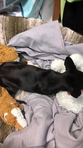 3.4K views · 78 reactions | Update for Austin Powers!!! This is the...