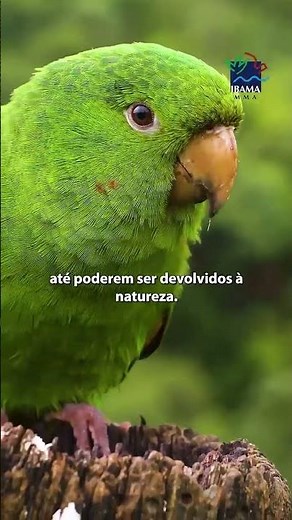 What are IBAMA's CETAS? Important animal rehabilitation centers #fauna #wildlife #nature