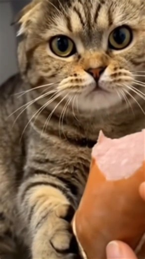 Guilty Cat...🌭 #funnycat #funnyvideo #funny #cat # #viral