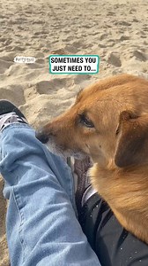 Dog rests head on human legs | Furry Tails