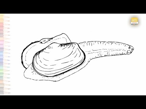 Geoduck clam drawing easy | Ocean creatures sketches | How to draw Geoduck clam step by step
