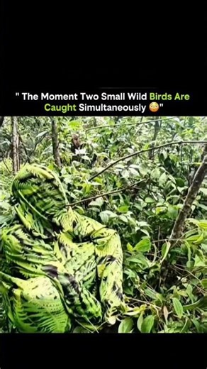 The Moment Two Small Wild Birds Are Caught Simultaneously🐦