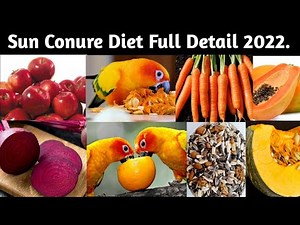 Sun Conure Full Diet Detail 2022.