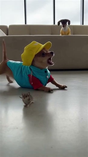 Chihuahua's Savage Mouse Prank Goes Wrong #pets #dogs #funny