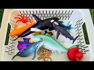 Who Lives in the Deep Blue Sea? | Educational Video for Kids