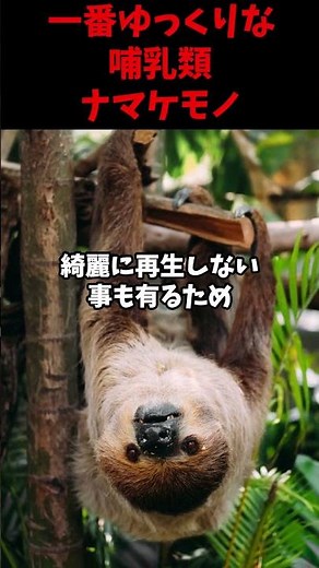 一番ゆっくりな哺乳類ナマケモノ #動物 #雑学 #生態解説 #いきもの #生き物