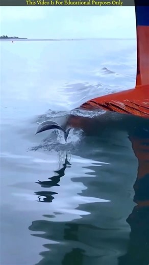 Why Do Dolphins Swim in Front of Ships? 🐬🚢 #viral #trending #amazingfacts