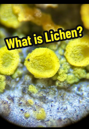 Understanding Lichen: The Symbiotic Relationship Explained