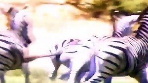 Zoboomafoo pbs kids commercial