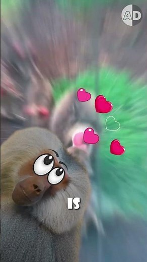 Why Do Some Monkeys Have Bright Red Butts?