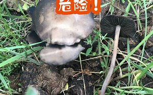 李海蛟博士带您了解毒蘑菇——红褐斑褶菇