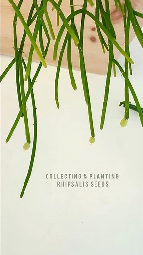 Growing Rhipsalis from seed🌱🪴collecting and planting Rhipsalis Baccifera seeds #rhipsalis #plants