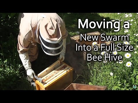 How to Move a New Swarm into a Full-sized Bee Hive