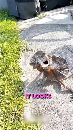 This Australian Lizard Charges at People 😱🦎 #Shorts