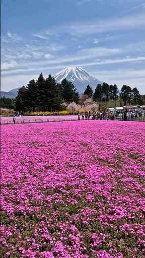 Fuji Motosuko Resort - 富士本栖湖リゾート Day trip with family