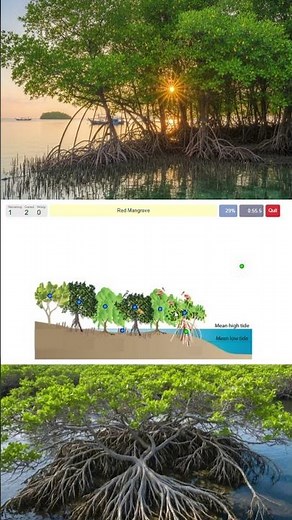 Do you know these Mangrove Trees? A free educational game at PurposeGames.