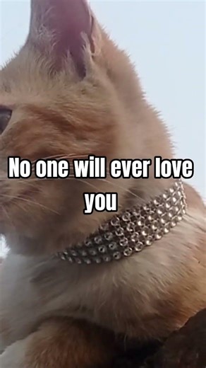 Lonely Cat Missing Me Badly 😢 Emotional Reaction!