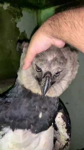 #CapCut A águia mais forte do mundo 🦅 Harpia Amazonica #harpia #aguia #gaviao #rapina #rapinante #animal #selvagem #resgate #vet #medvet #wild #ave
