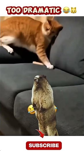 Cat Gets Scared Over Nothing 😭🐾 #shorts