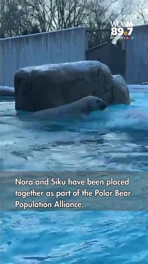 Polar Bears