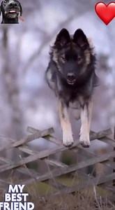 89K views · 3.4K reactions | #big #huge #size #nicegirls #busty #pothography #sexyindian #small #sexywomen #pvc #biglips #sexyvideo #twerkthatass #satin #boobs #cc #longnails #desi #dogoftheday #doglover #ilovemydog #petstagram #pets #puppylove #puppies #犬 #puppiesofinstagram #petsofinstagram #dogs_of_instagram #animal | Belgian Malinois World | Facebook