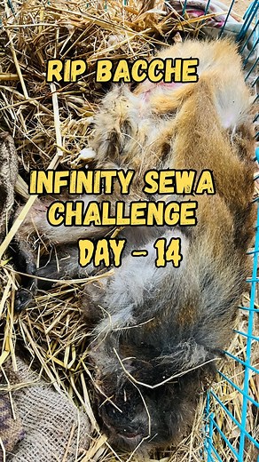 Infinity sewa day :-13 bori bag le jao g . . . . . #dailyvlog #vlog #youtube #vlogger #youtuber #family #suttonrainnguyen #kkandbabyj #cute #khoanguyen #kerenswanson #landonnyguen #khoality #jacksonkhainguyen #vlogs #vlogging #vloggerlife #happiness #youtubers #vloggers #funny #amazing #cuteness #lotsoflove #millionsubscribers #landonians #jacksonista #naynay #teenparents #loadsoflove | Animals birds welfare