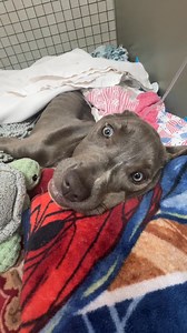 Sweet Fern is continuing to rest and recover…surrounded by care and comfort. We’re fully committed to walking beside her through every step of her healing…physically and emotionally…and making sure she gets the very best chance at a beautiful life. This morning…we were deeply touched to hear from the refuse worker who found her. After helping to get her the urgent help she needed…he reached out to let us know he hasn’t stopped thinking about her…and when she’s ready…he hopes to adopt her and giv