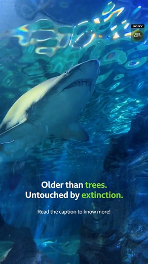 19 reactions | Sharks have been swimming in Earth’s oceans for over...