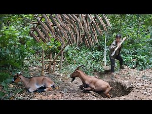 Make a simple trap to catch wild goats, survival skills in the deep forest, survival alone