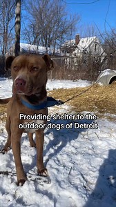 5.7K views · 152 reactions | We are raising funds to purchase 100 more igloos to provide shelter for dogs without. We pass out hundreds of houses each year and need your support to continue helping the outdoor dogs. Please consider donating towards and igloo. You will literally be saving a life this winter. Our fundraiser is linked in our bio! #DogAide #detroit #communityoutreach #wintervibes #fundraiser #nonprofit #michigan #fyp #foryoupage #viral #trendingreels | Dog Aide | Facebook