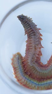 2.5M views · 13K reactions | The Clam Worm: A Walking, Living Nightmare! | Brave Wilderness | Facebook