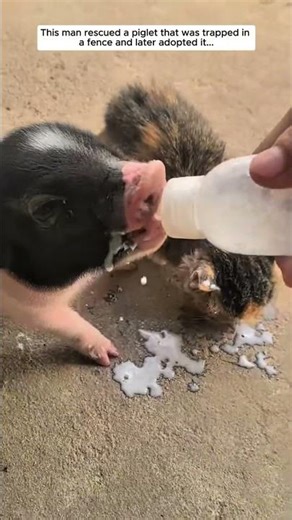 Man Saves Piglet and Gives It a Home... #pig #piglet #animals #rescue #cute #animalshorts