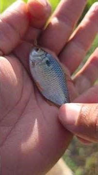 isca pra traíra #fishing #pescaria #pesca #peixe #pescador