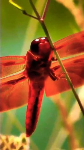 Dragonfly Red Dragonfly Red Dragonfly Red Dragonfly Red Dragonfly Red Dragonfly #doyouknownature