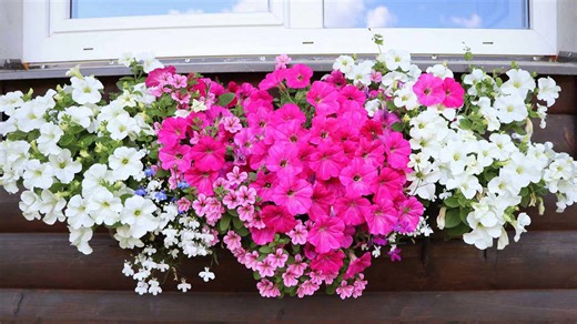 The 8 Flowers That Thrive In Windowsill Garden Boxes
