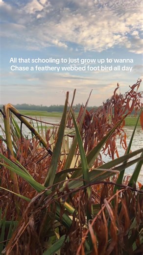 Ducks have took a place | Ducks